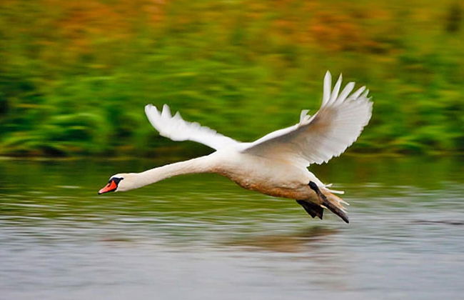Holiday Home by Lake Rosnowskie With Boat - Photo 21