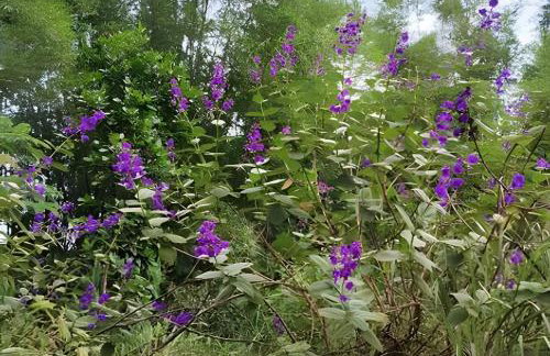 Chácara Morretes Arraial - Piscina e Rio - Photo 54