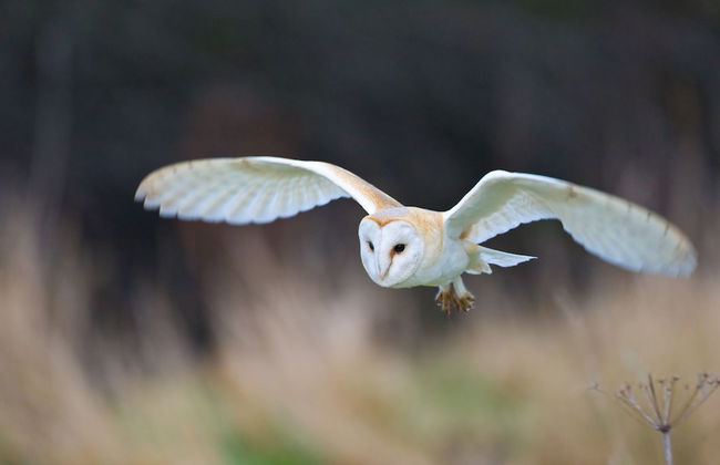 Rawcliffe House Farm - Foto 71