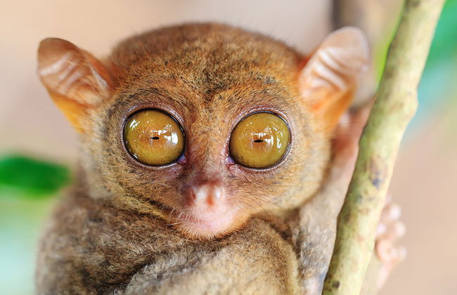 Excursion d'une journée complète à l'île de Pamilacan - Photo 3