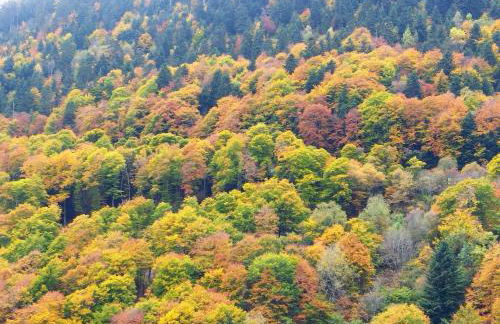 Les Chalets de Mel - Photo 21