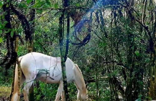 Casa das Araucárias - Sítio Salamandra, Vale do Matutu - Foto 19