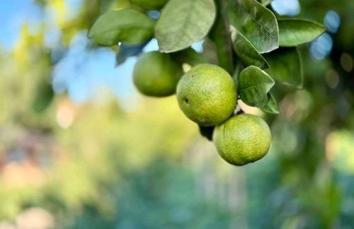 Koklas Studios - Foto 40