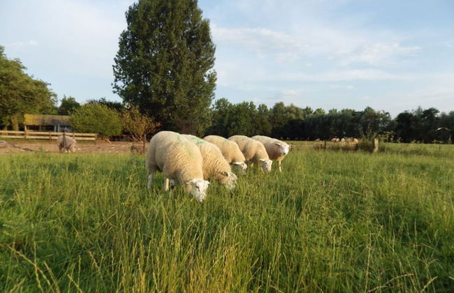 Holiday Home in Horssen With a Garden - Photo 30