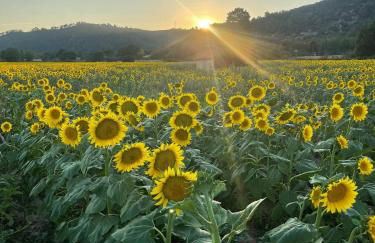 Cœur de provence - Foto 8