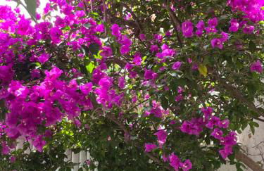 Les galets bleus de Calvi - Foto 73