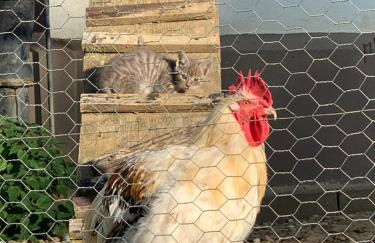 Bauernhof - Auszeit mal anders - Foto 20