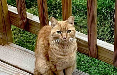 Forest View - Foto 25