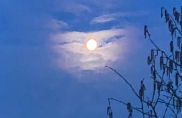 Das Waldhaus - Foto 32