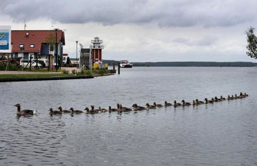 Villa Seeschwalbe Plau - Foto 57