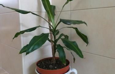 Casa da Rosarinha - Photo 47