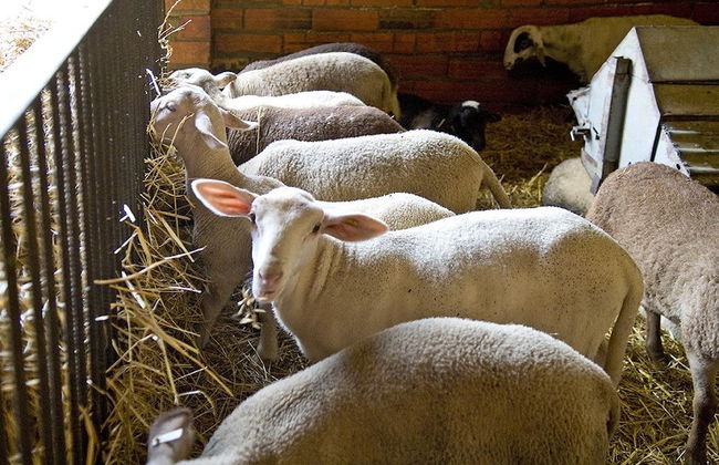 Apartament la Font - Mas el Brugue - Foto 13