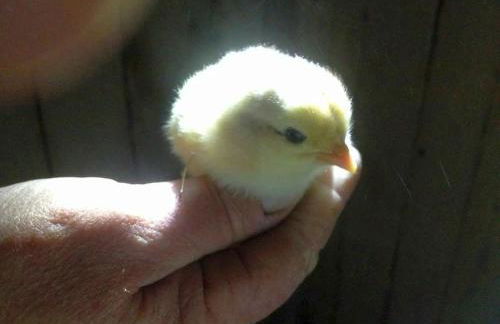 Rosenhof Broggingen - Foto 8