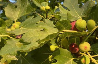 Tenuta Sidore - Foto 122