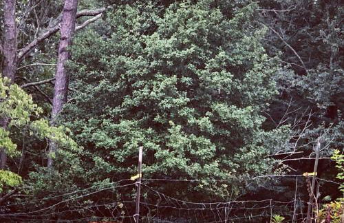 Lux Family Friendly Mountain Home - Foto 29