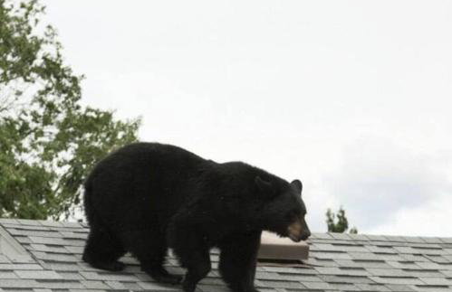 ParkWay Yellowstone Guest House Apartment #3 - Foto 6