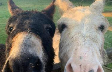 The Bolthole barn with wood-fired hot tub - Foto 20