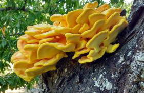 La Lancha del Jerte - Foto 31