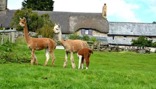 Idyllic Dartmoor Cottage - Foto 4