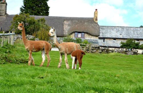 Idyllic Dartmoor Cottage - Foto 4