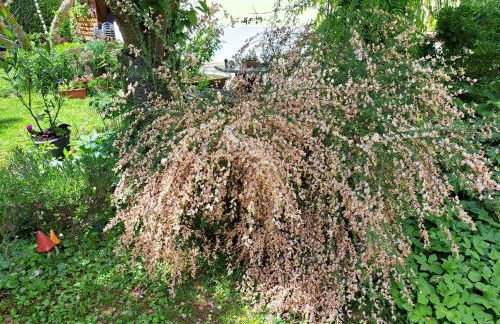 "Zur Alten Schusterei" 98597 Breitungen, Rathausstraße 8 - Foto 46