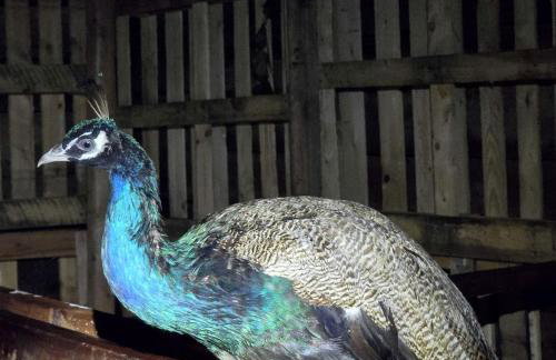 Remote Mountain A-Frame with BBQ Perfect for Nature Lovers in West Virginia - Foto 11