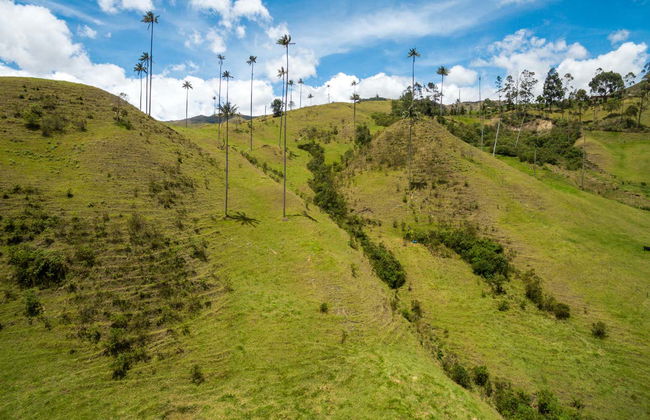 Cocora Valley Private Day Trip & Horse Riding - Foto 3