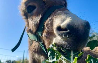 Domus de Goene - Foto 39