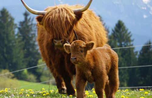 Ferienhof beim Bohlar - Hochplatte - Foto 22