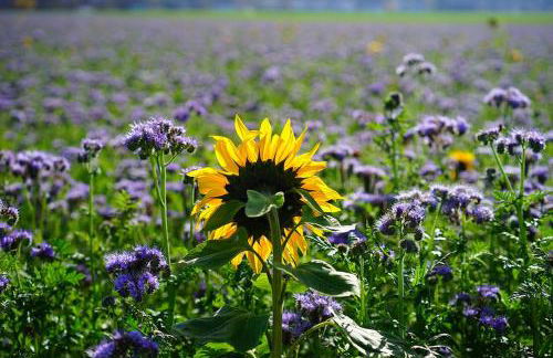 Antica Dimora Julia - Foto 36