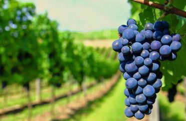 Casa rural Ardetxal a 16km de Logroño y Laguardia - Foto 42