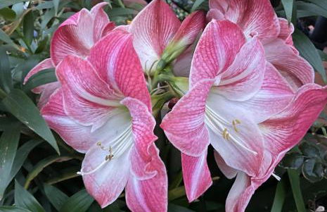 Figueres Center - Foto 52