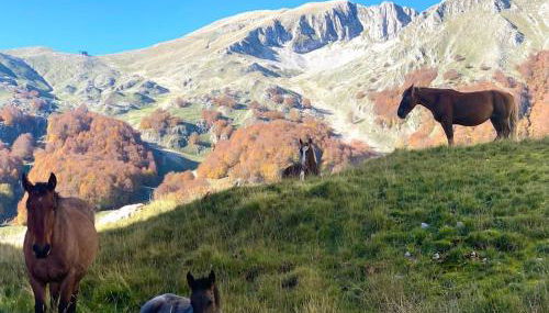 All’ombra del Miletto - Foto 4