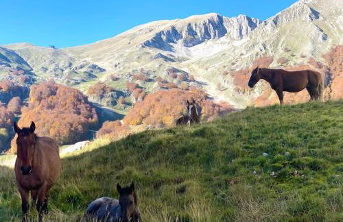 All’ombra del Miletto - Foto 4