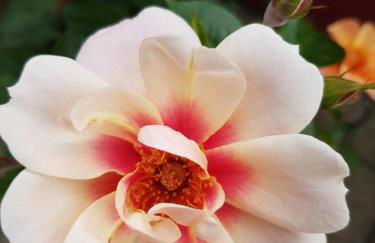 Wohnung Michael Lust auf Zuhause Ferien in der Provinz - Foto 24