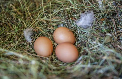 Winklerhof Apartments - Foto 13