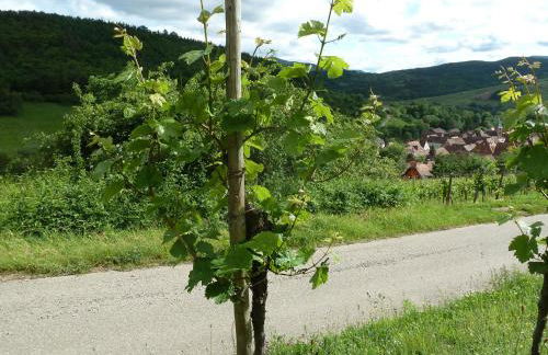 Gitzelbrunnen - Foto 8