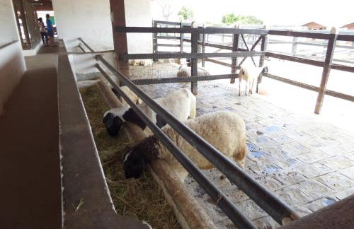 Flat Fazenda Cond Monte Castelo-Ao lado da Piscina - Foto 38