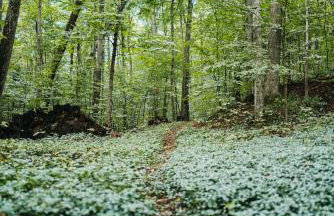 Finnwood - A Pet Friendly Woodland Retreat - Foto 10