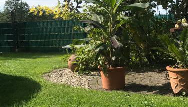 Ferienwohnung Elsa - Foto 2, Garden, Garden view