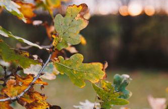 Nestledstays - The Oak - Photo 21