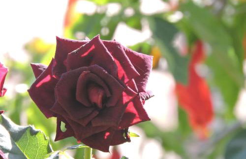 Recanto da Natureza - Foto 21