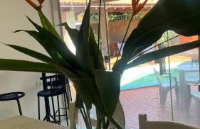 Casa Tropicale House accommodates family and work - Foto 17