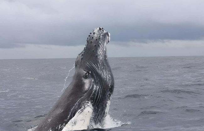 Pochote Whale Watching Tour - Photo 2