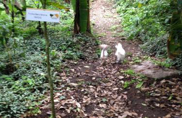 Chalé Suíço - Chalés Belo Monte - Sítio Belo Monte - Foto 33