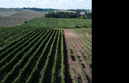 Domki w Winnicy - Świętokrzyska Winnica Knapów - Foto 13