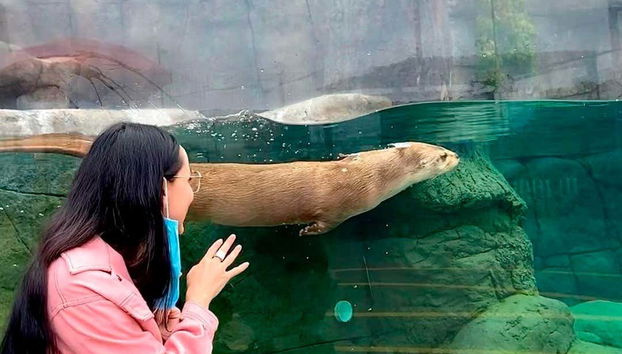See otters in Acuario Michin