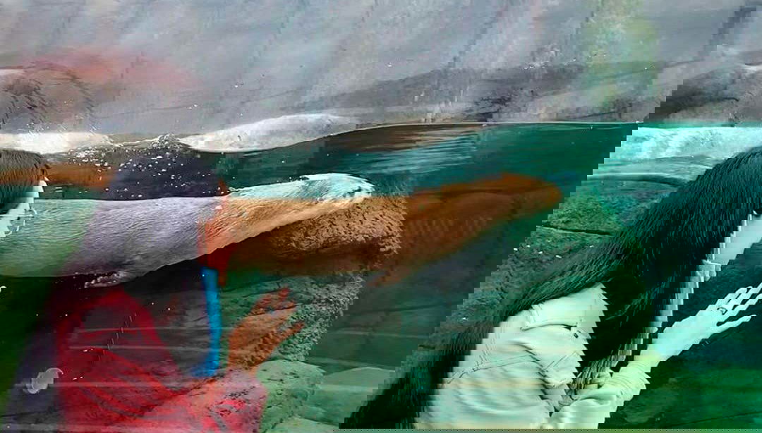 Observez une loutre plonger dans l'aquarium du Michin