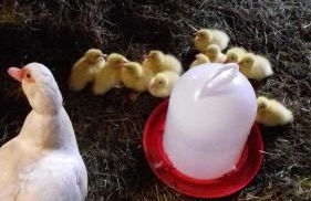 Muehlenhof-Soderstorf-Wohnung-F - Foto 11