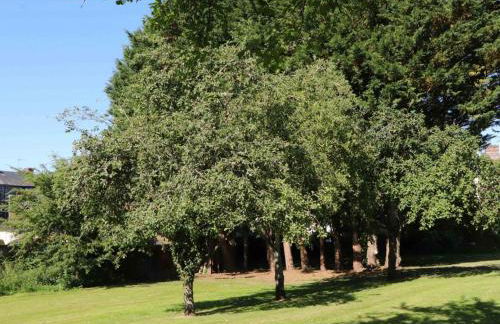 Maison charmante à Vimoutiers - 6 pers. - FR-1-497-263 - Foto 34